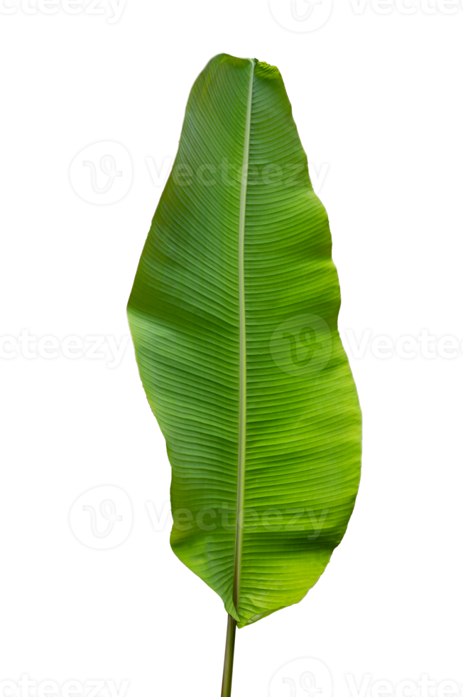 banana leaf Isolate on transparent background PNG file