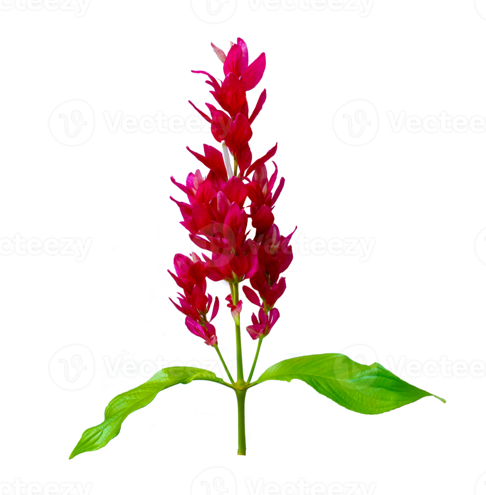 Exotic red bouquet and leaves Isolate on transparent background PNG file