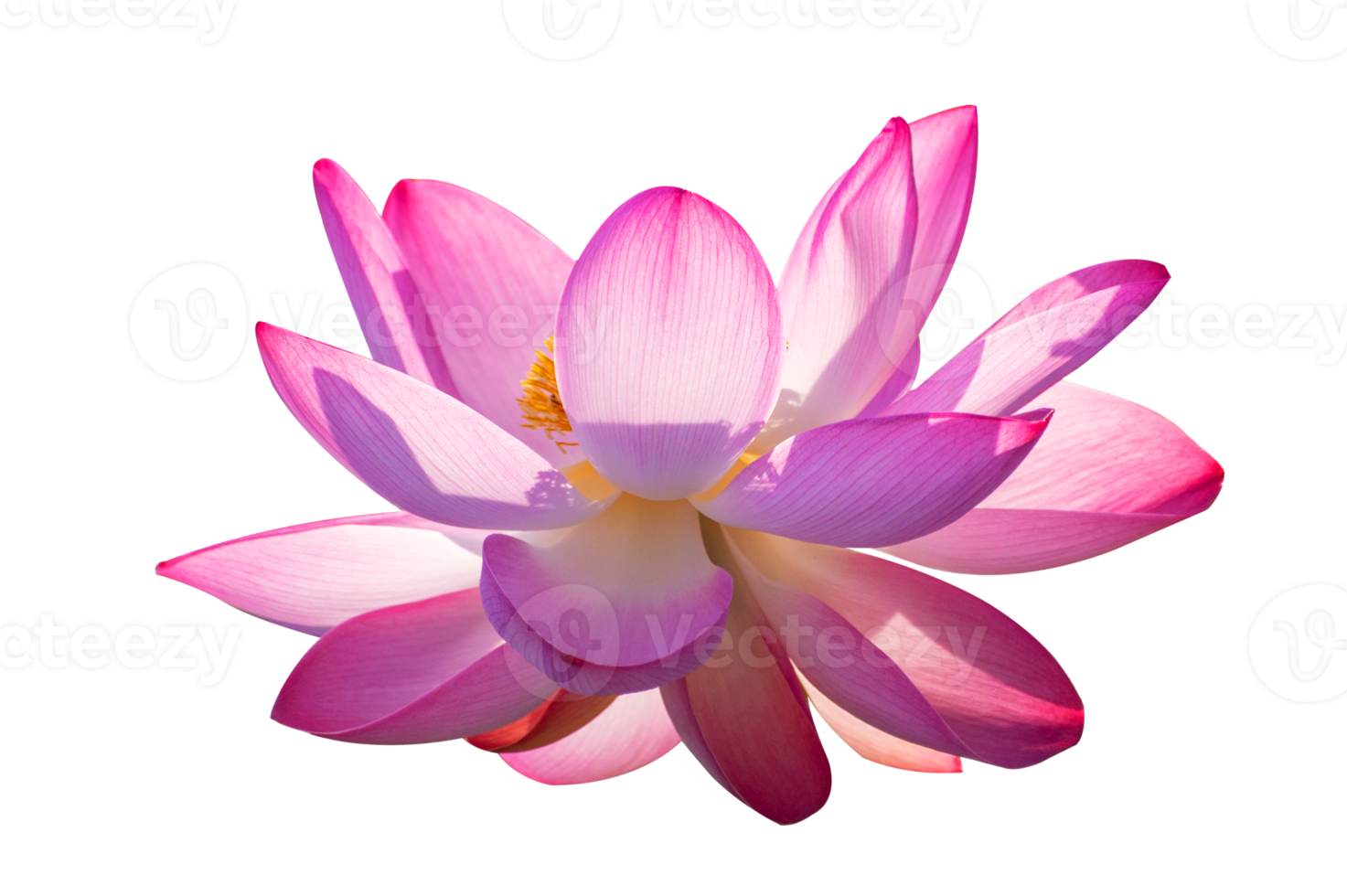 lotus rose violet isoler sur le fichier png de fond transparent