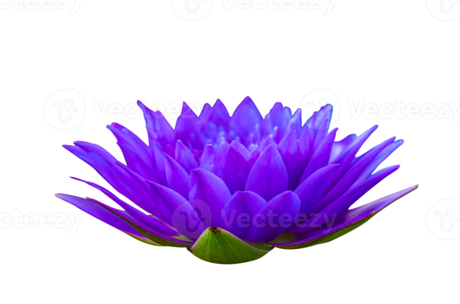 lotus rose violet isoler sur le fichier png de fond transparent