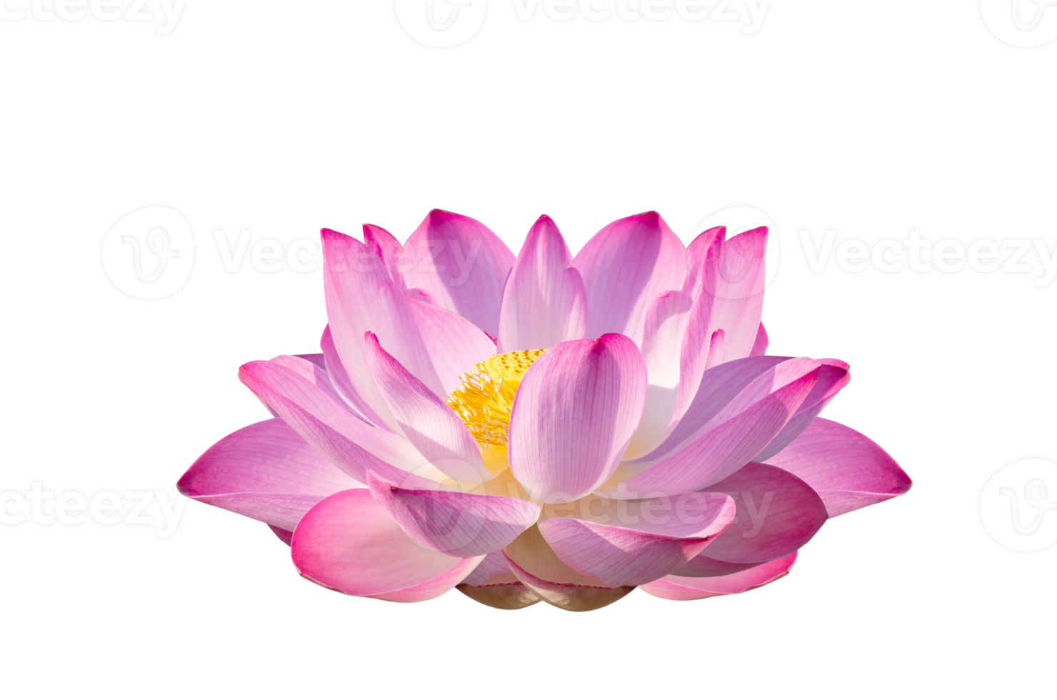 lotus rose violet isoler sur le fichier png de fond transparent