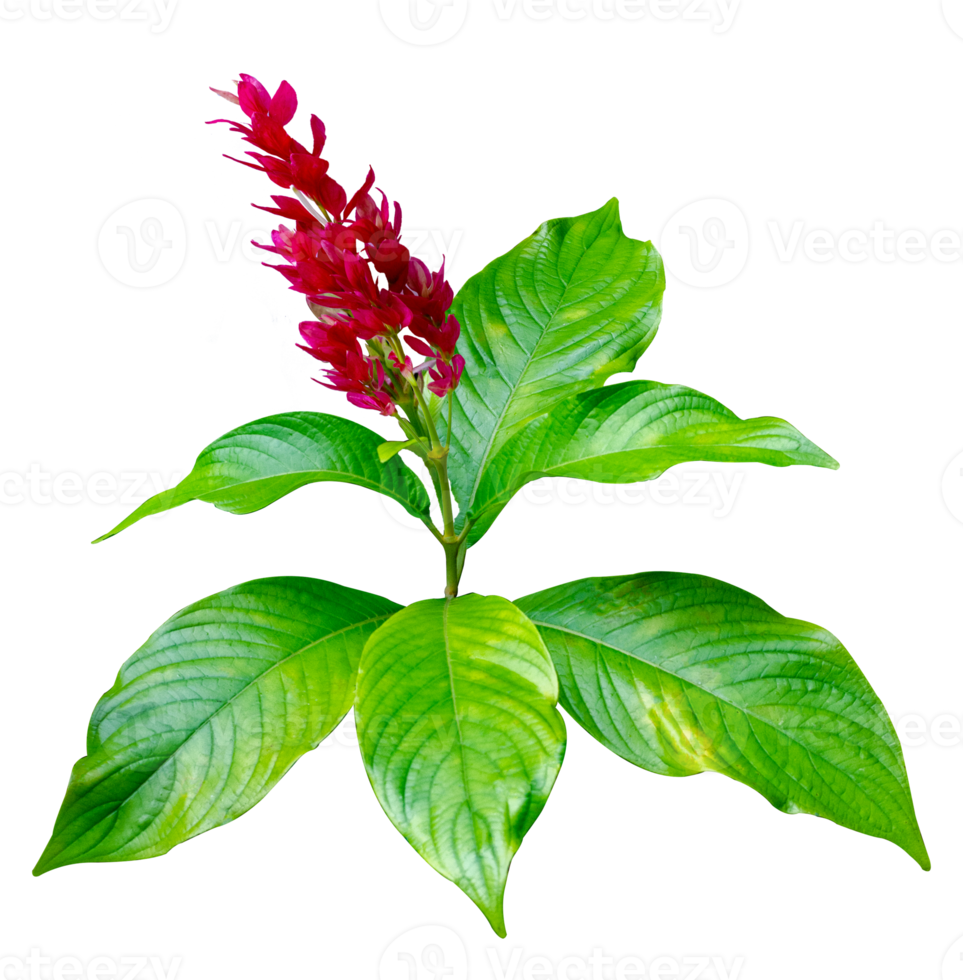 Exotic red bouquet and leaves Isolate on transparent background PNG file