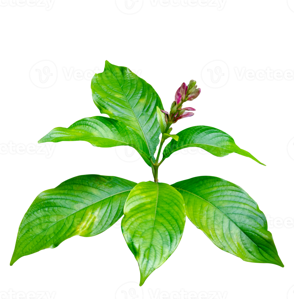 Exotic red bouquet and leaves Isolate on transparent background PNG file