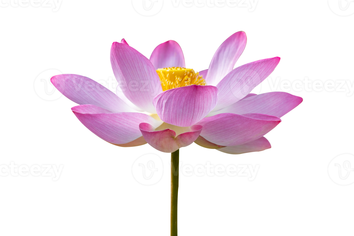 lila rosa lotus isolera på transparent bakgrund png fil