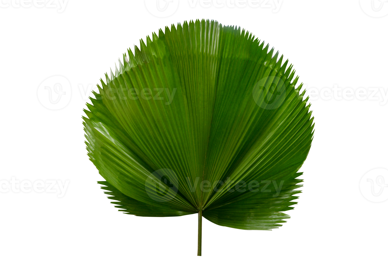 palm leaf Licuala Grandis Isolate on transparent background PNG file