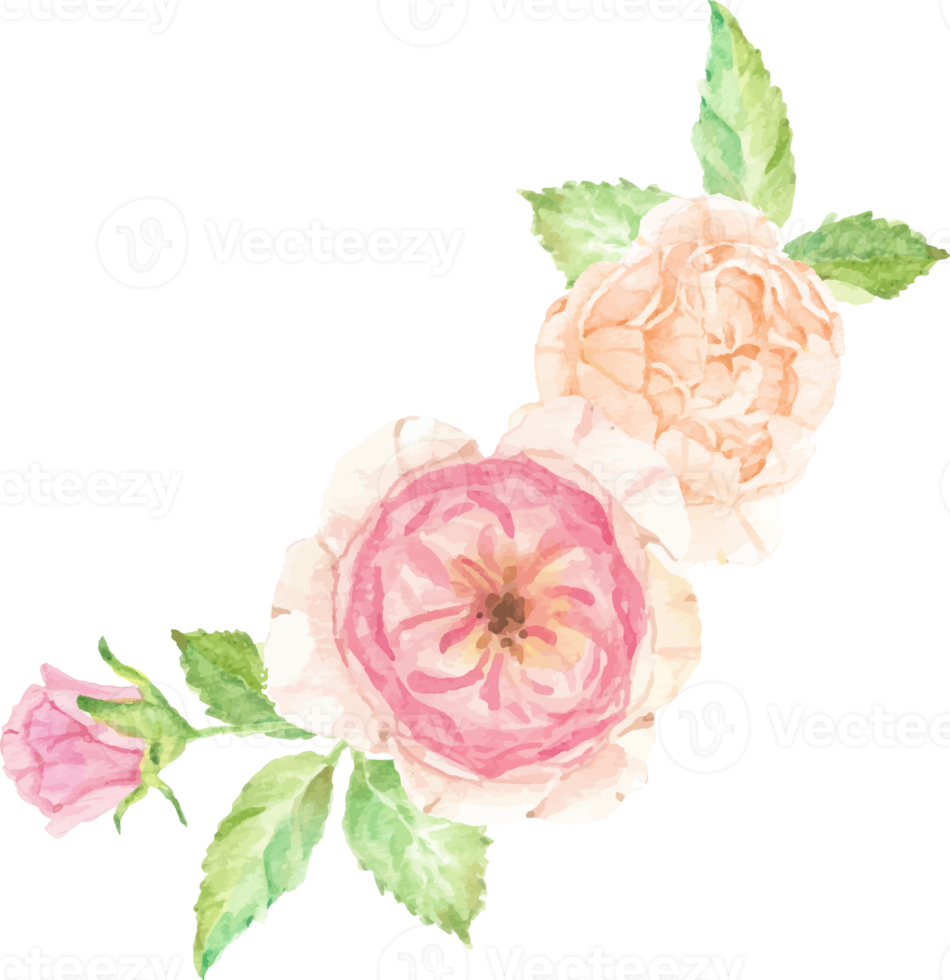 watercolor beautiful English rose flower branch bouquet png