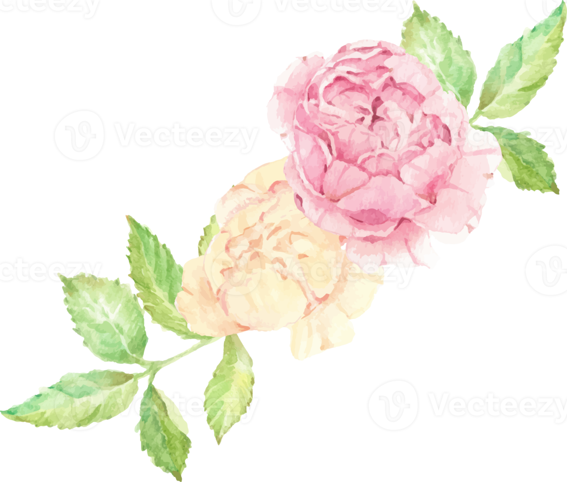 watercolor beautiful English rose flower branch bouquet png