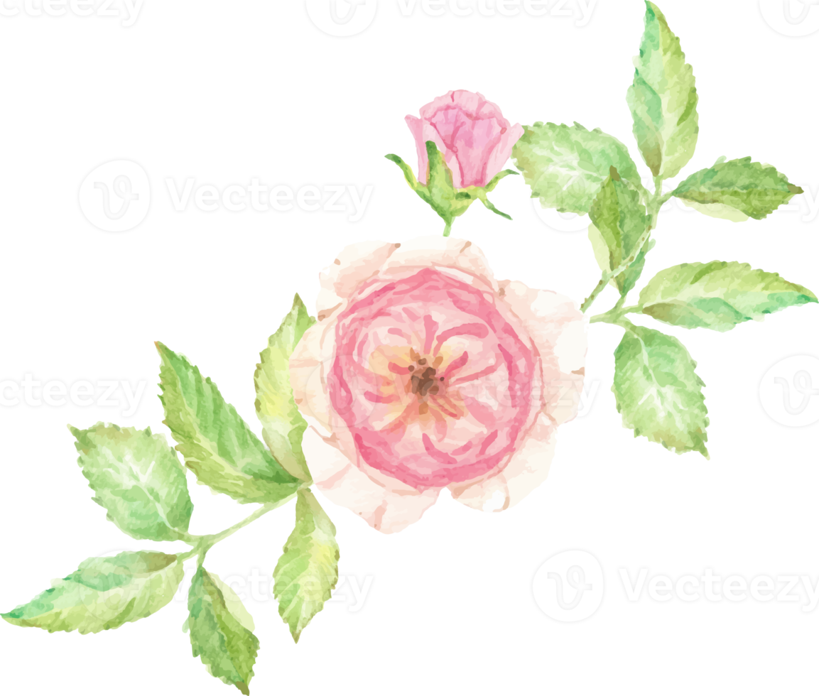 watercolor beautiful English rose flower branch bouquet png
