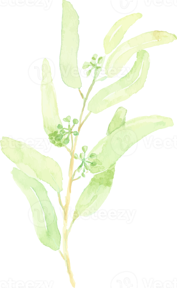 watercolor hand drawn green seeded eucalyptus leaf branch element png