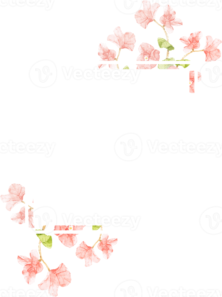 watercolor pink Bougainvillea flower bouquet for banner png