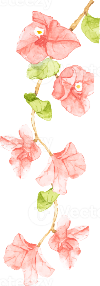 watercolor pink Bougainvillea bouquet png