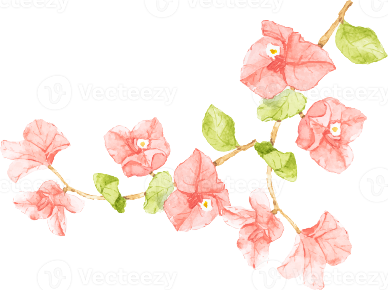 aquarell rosa bougainvillea blumenstrauß kranzrahmen png