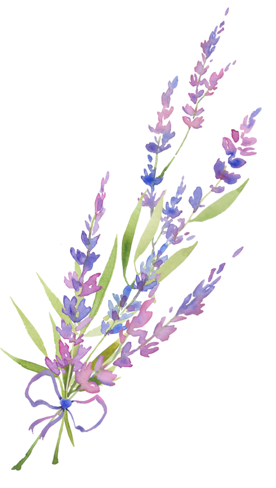 Aquarell-Lavendelstrauß aus Lavendelblüten zum Dekorieren von Hochzeiten, Einladungen, Kosmetika. florales Design im provenzalischen Stil. hand gezeichnete feldblumen lokalisiert auf weißem hintergrund. png
