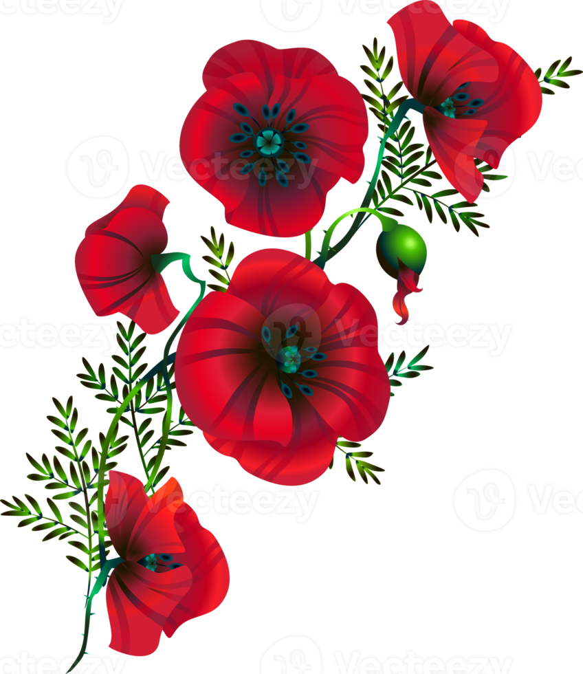 red poppies, a bouquet of flowers, buds and leaves png