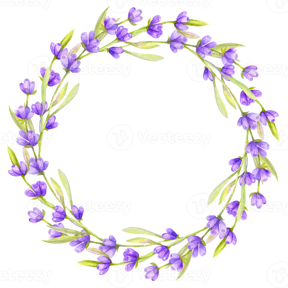 coroa de flores de lavanda em aquarela, círculo. design floral estilo provençal. flores de campo desenhadas à mão isoladas no fundo branco. desenho floral png