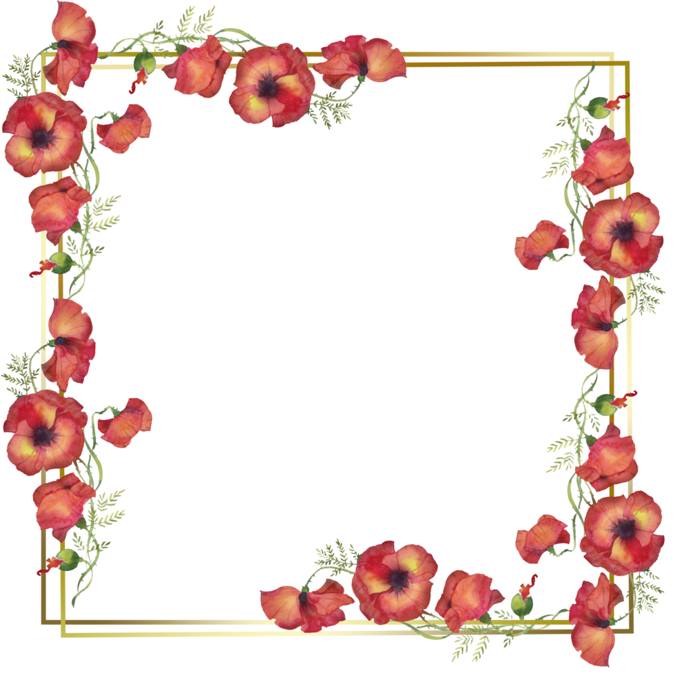 square golden frame with watercolor flowers of red poppies. watercolor illustration on a white background png