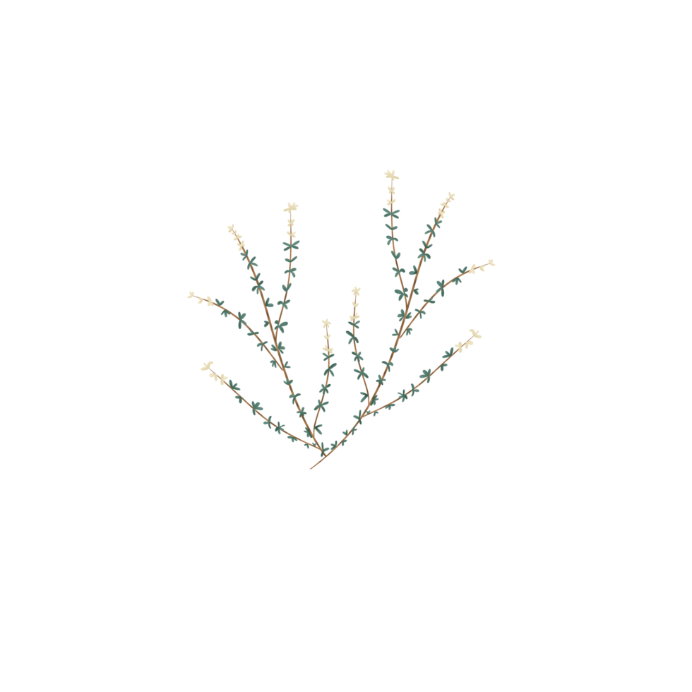 white thyme flowers, herb png