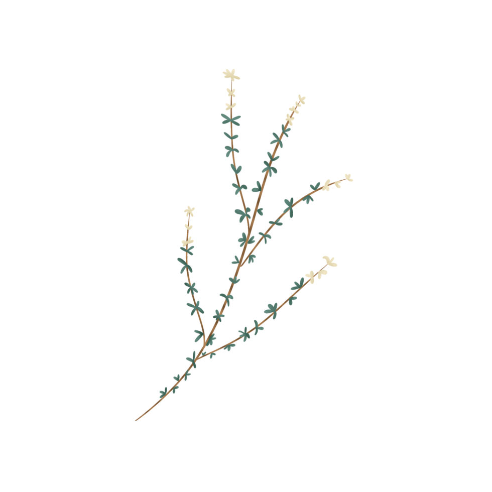 white thyme with leaf png