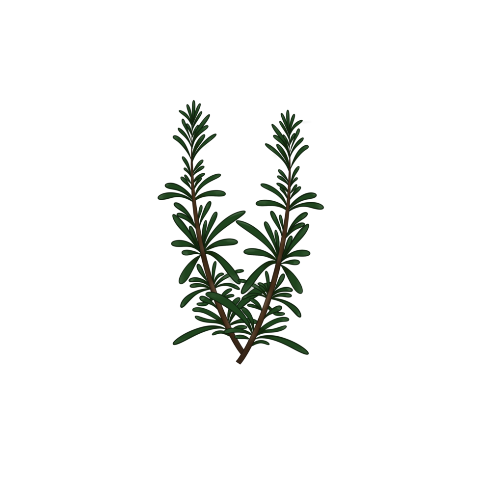 Rosemary Drawing, Herbs png