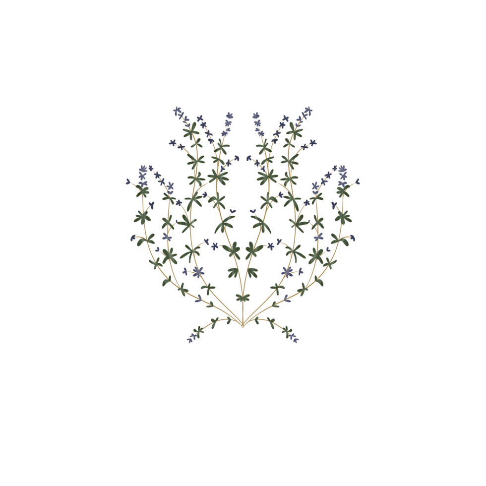 purple thyme flowers png