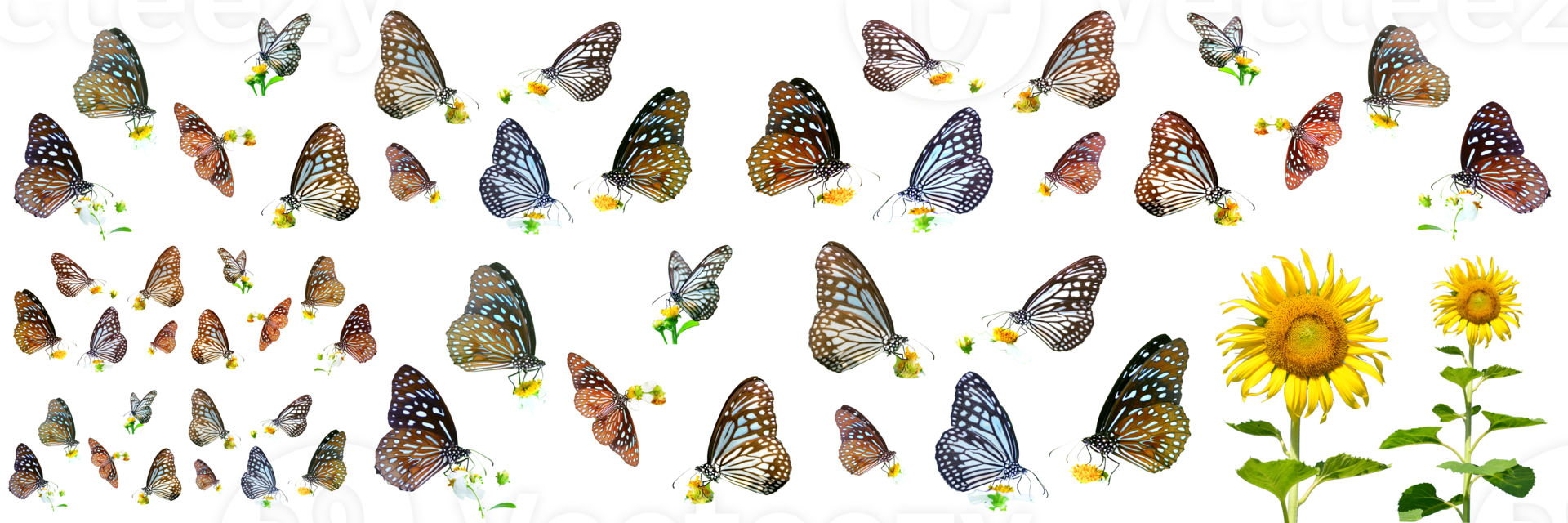 many types of butterflies on a white background. Butterfly found in Thailand png