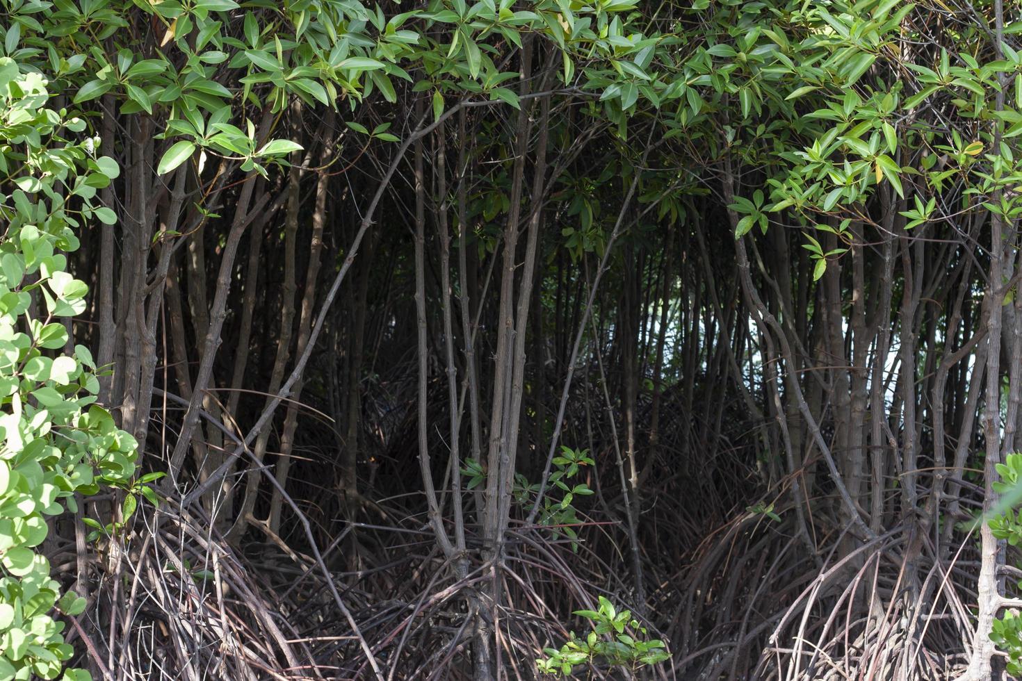 el bosque de manglares o el bosque intermareal es una especie de hoja perenne en rayong, tailandia. foto