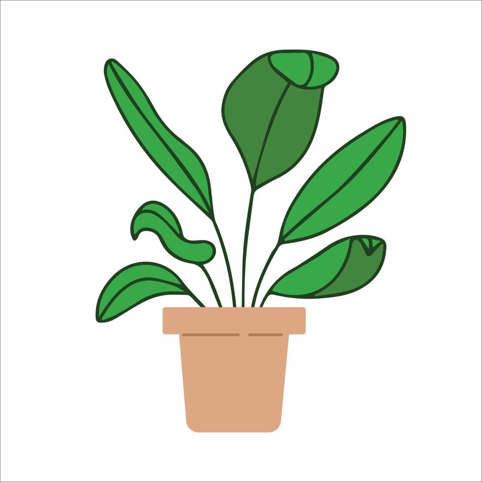 Fresh green ficus with pot.House plant growing in pot.Home and office interior decoration. Foliage indoor decor in flowerpot. Flat vector illustration isolated on white background.