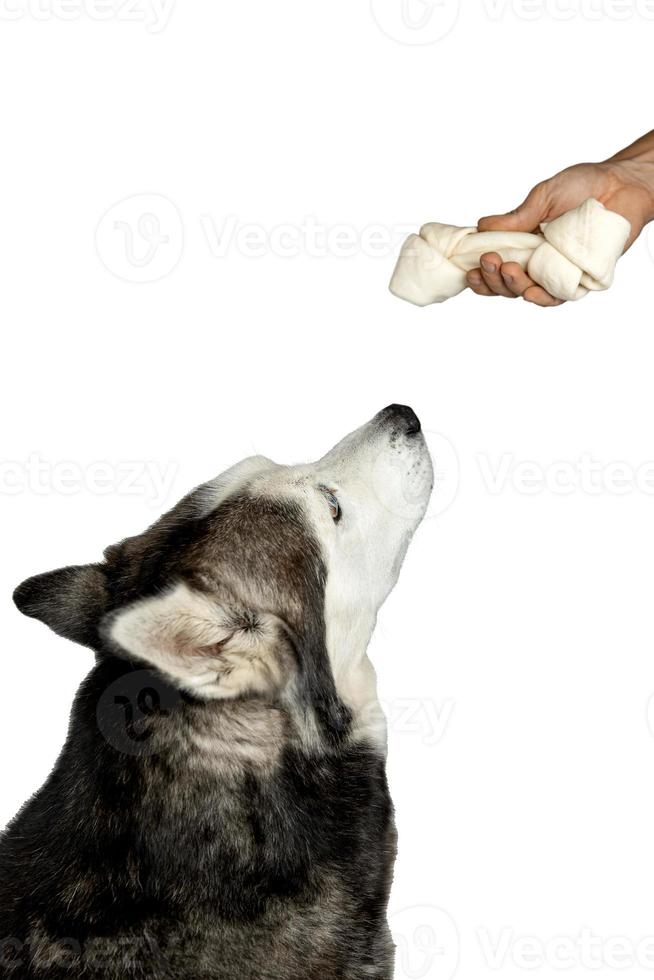 Sibirian husky recieving a treat photo