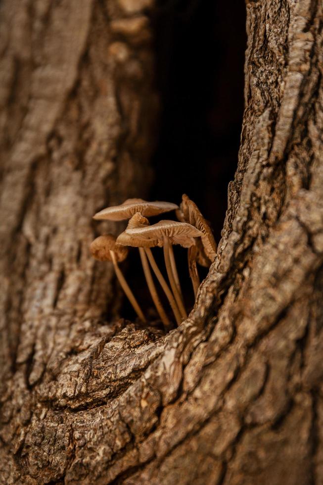 Mushrooms growing out of the tree photo