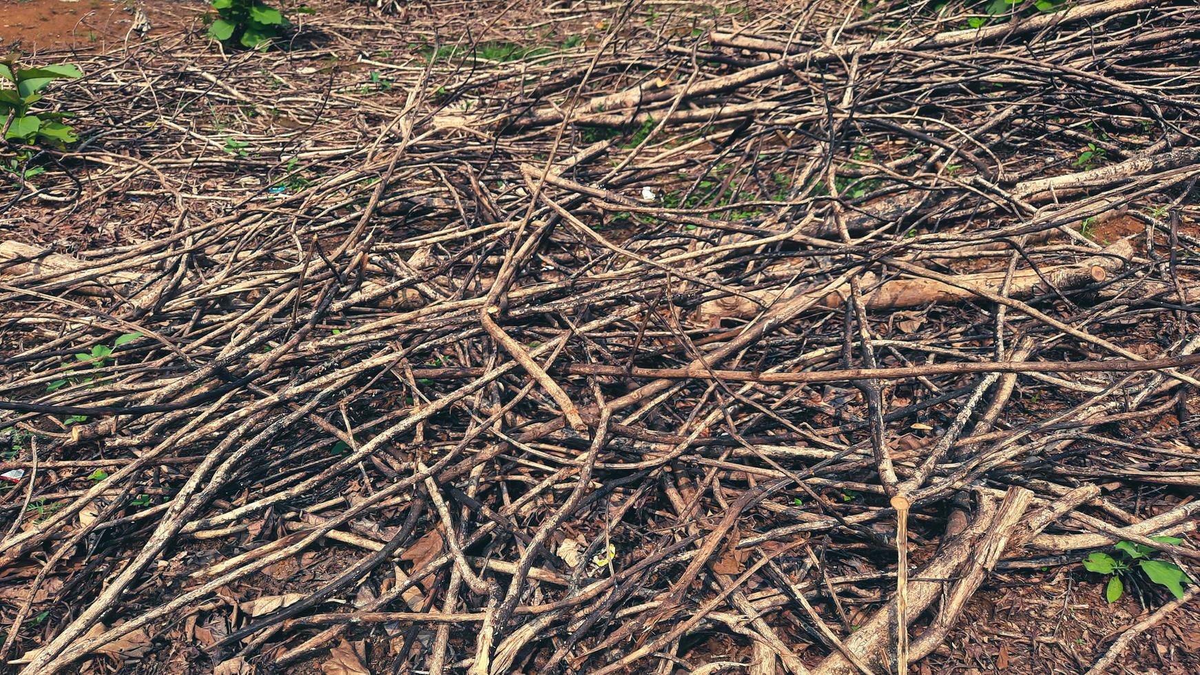 Pile of dry twigs after logging photo