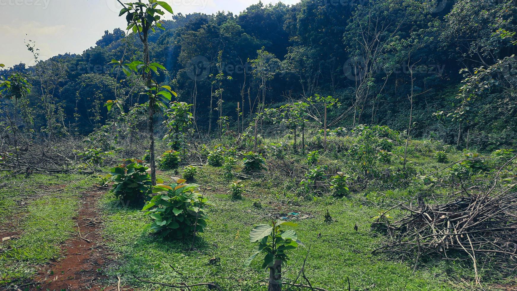 Deforested forests due to illegal logging 01 photo