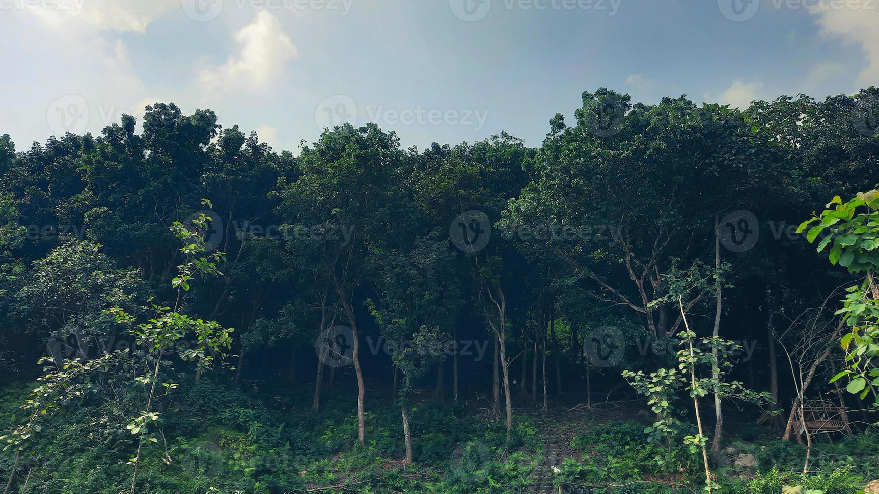 un bosque tropical lluvioso que se ve denso contra el cielo azul foto