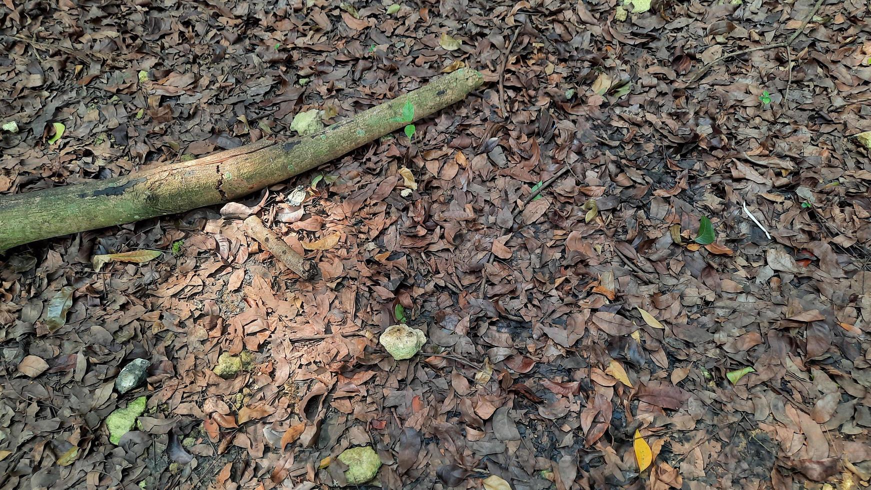 Dried leaves background with a dry stick 02 photo