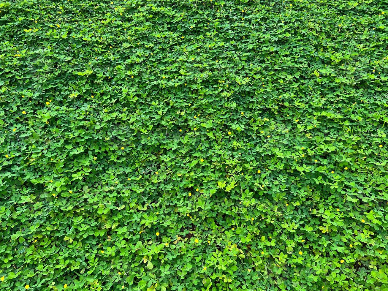 Background of Green Grass with Rain Droplets on Leaves photo