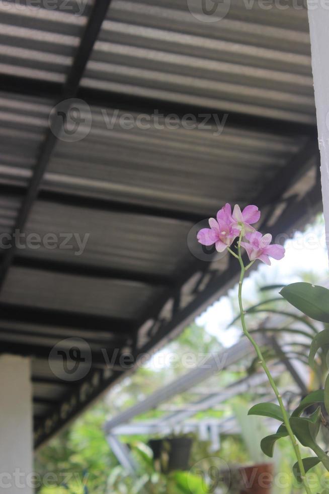 Selective focus of beautiful dendrobium orchid or Dendrobium sp. flower in garden. Orchidaceae family photo