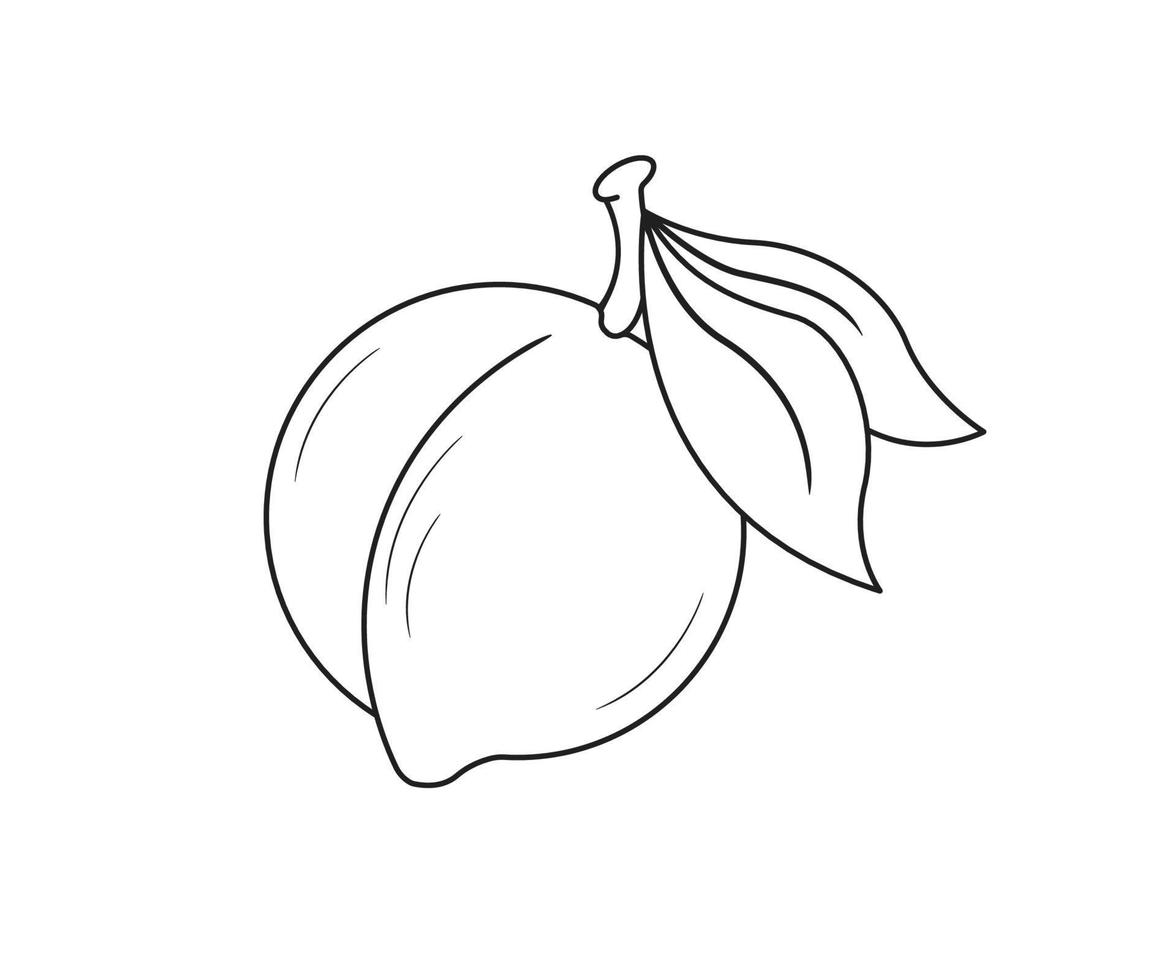 Peach Fruit Colouring page for kids Free Vector