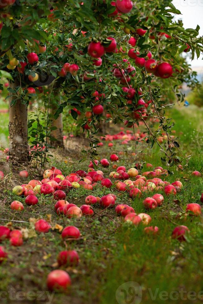 manzanas frescas del huerto. cosecha de manzanas listas para ser recogidas del huerto en la república de moldavia. foto