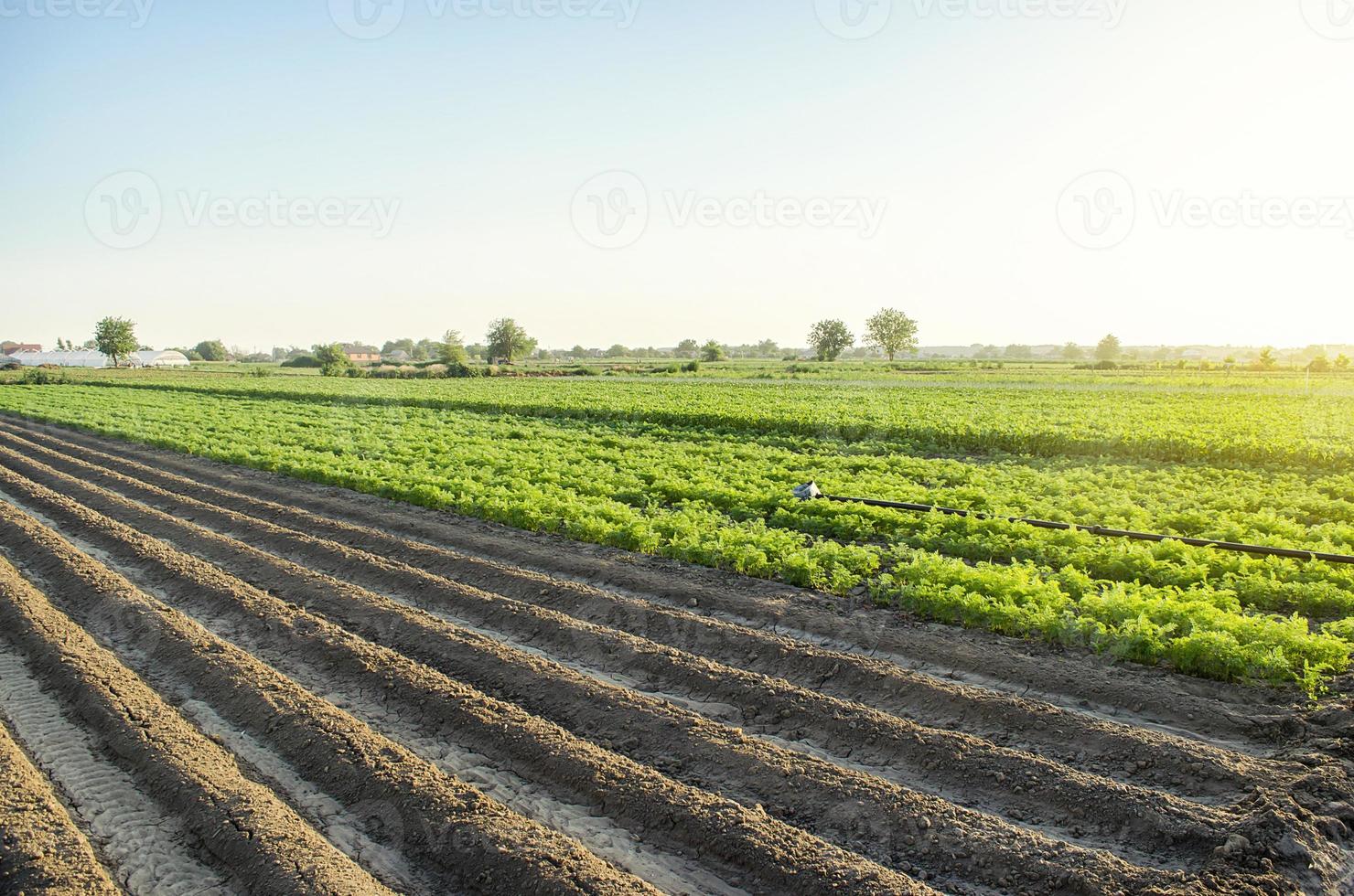 Landscape of a farm plantation field. Juicy greens of potato and carrot tops. Land processing and cultivation. Agroindustry and agribusiness. European organic farming. Growing food. Root tubers. photo