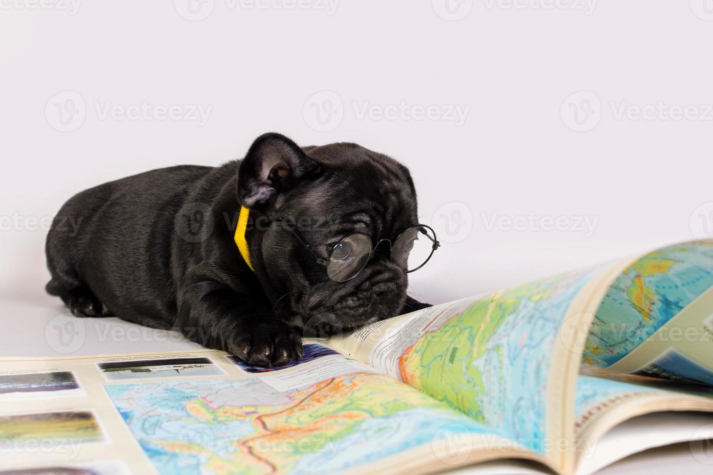 A small puppy French bulldog in glasses lies next to a book. The concept of travel photo