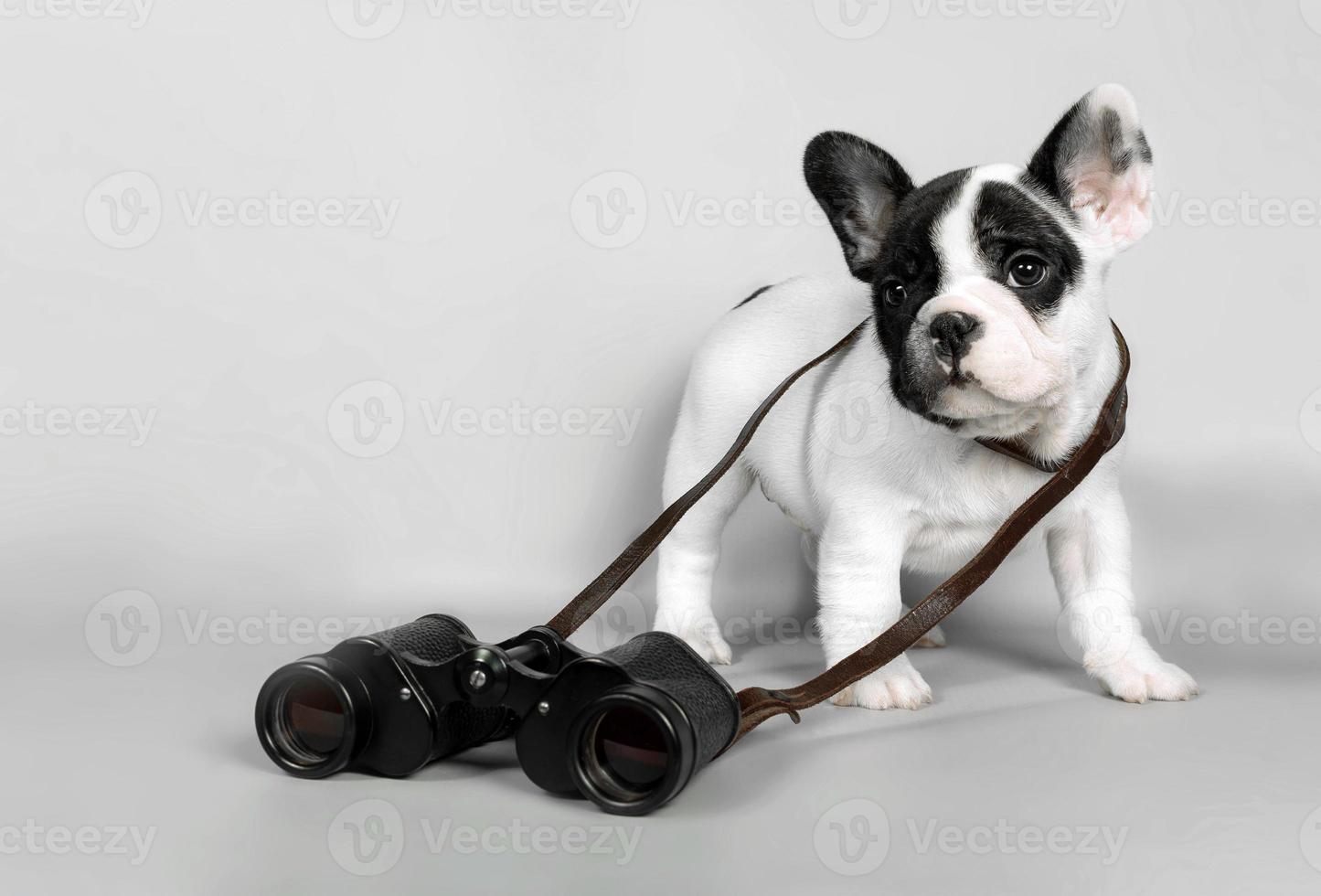 French bulldog puppy with binoculars on grey background. The concept of travel photo