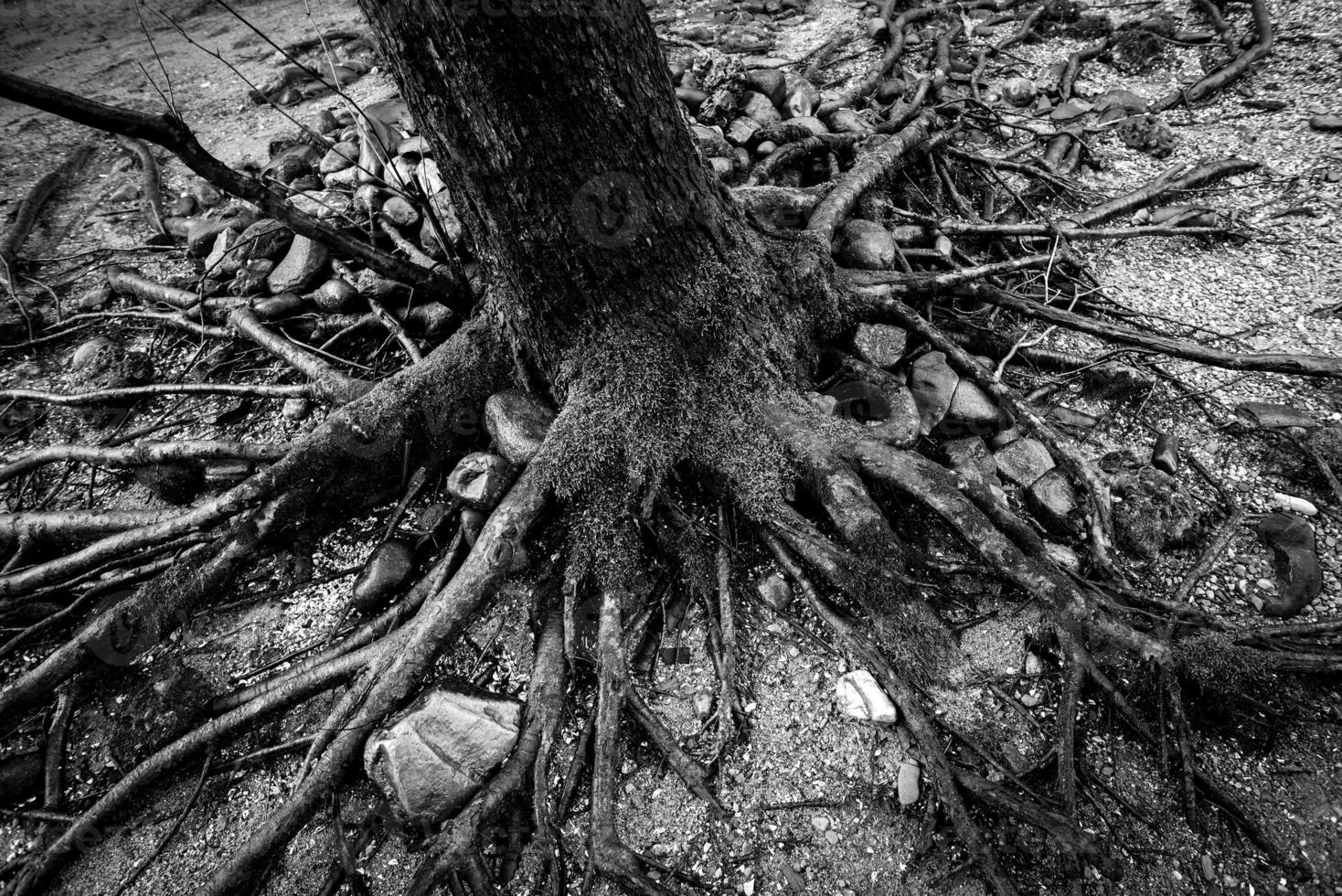 Firm anchoring of a plant to the ground Concept of rooting and environmental protection photo