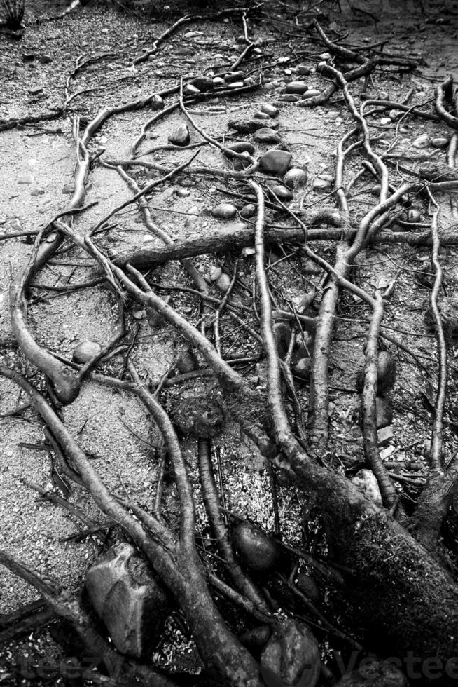 Roots on the surface on the ground Concept of rooting and environmental protection photo