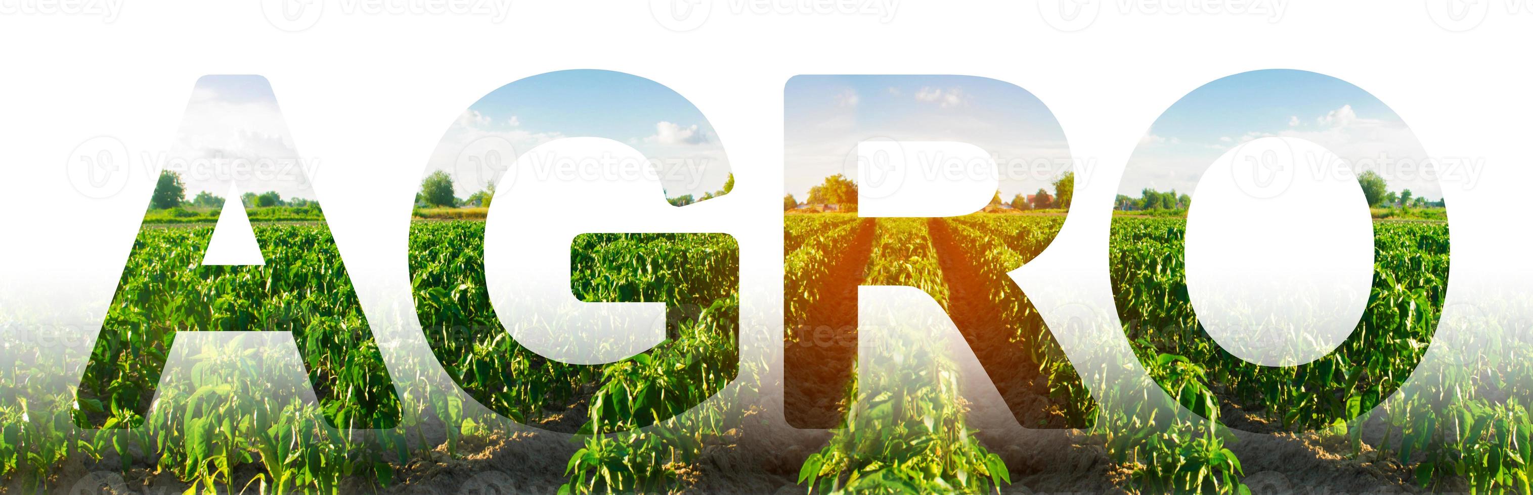 filas de campo de plantación de arbustos de pimienta y la palabra agro. agroindustria y agricultura. hermoso paisaje agrícola. cultivo de hortalizas. agricultura foto