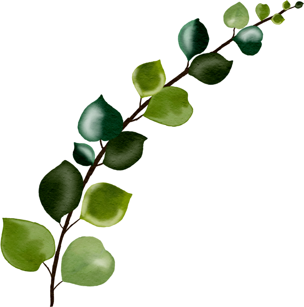 watercolour branches leaf png