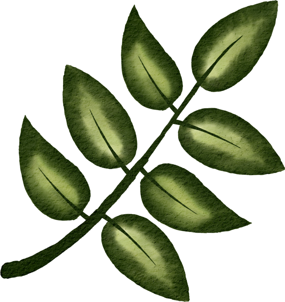 feuille verte aquarelle png