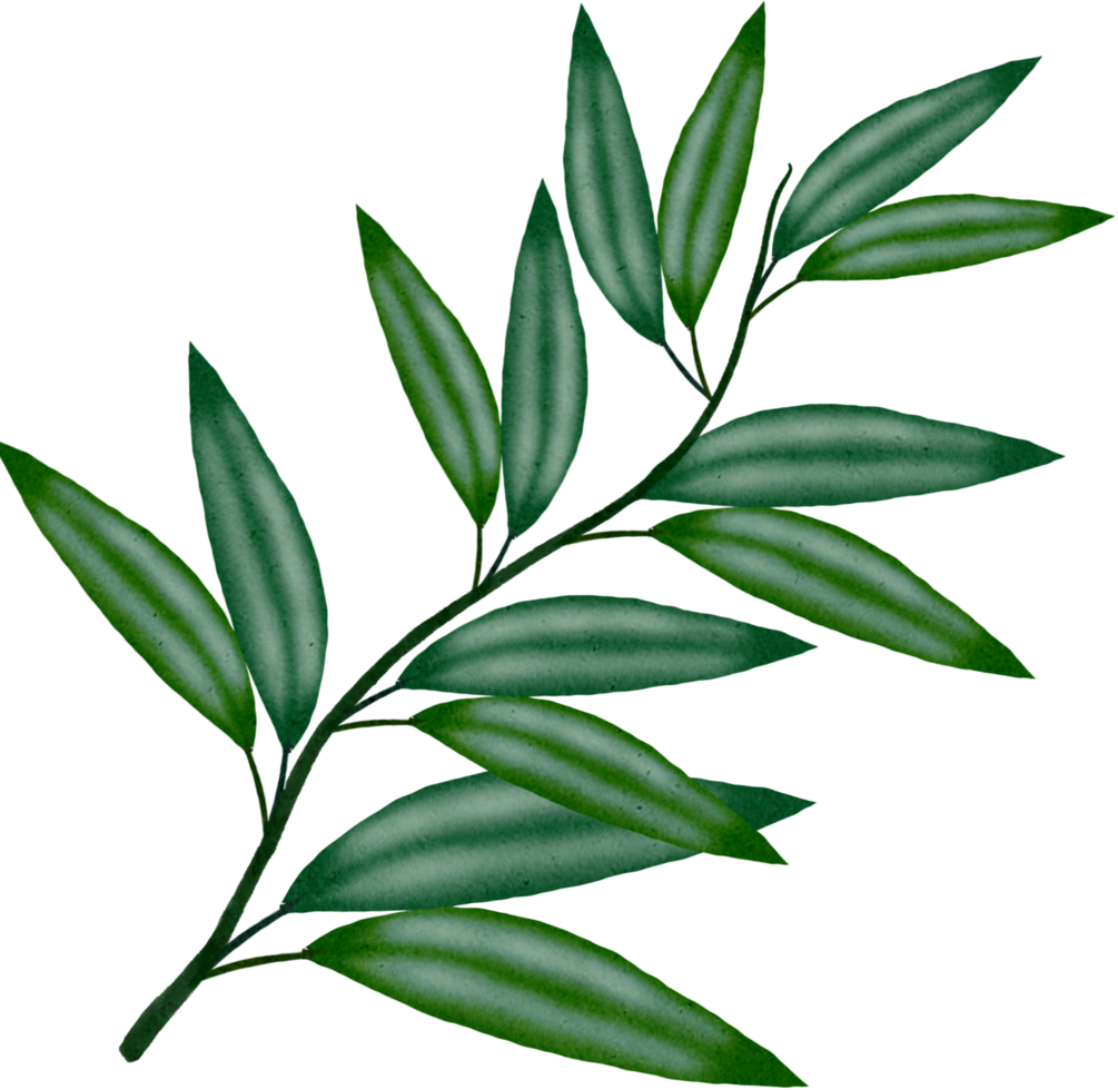 watercolour green leaf png