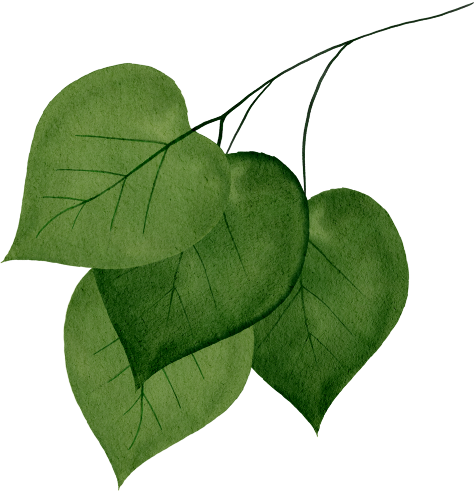 watercolour green leaf png