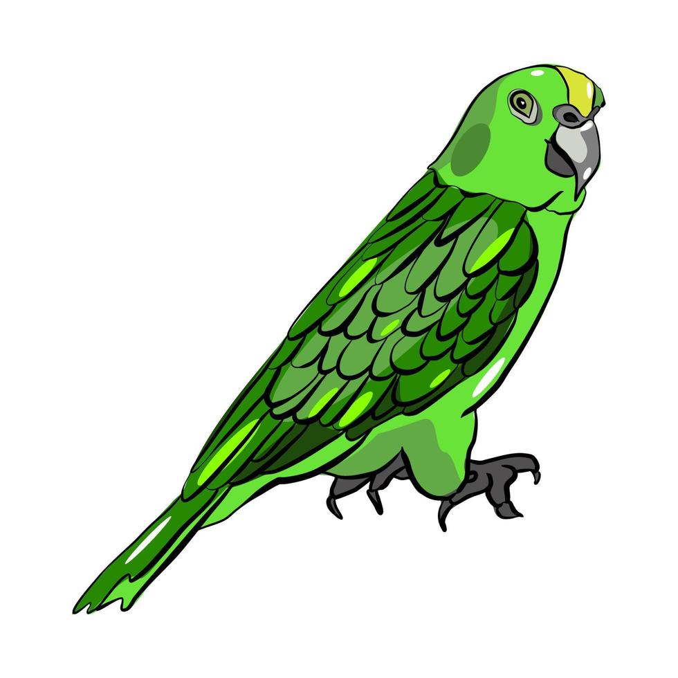 Yellow-naped parrot with green forehead and crown and a yellow band across the lower nape vector