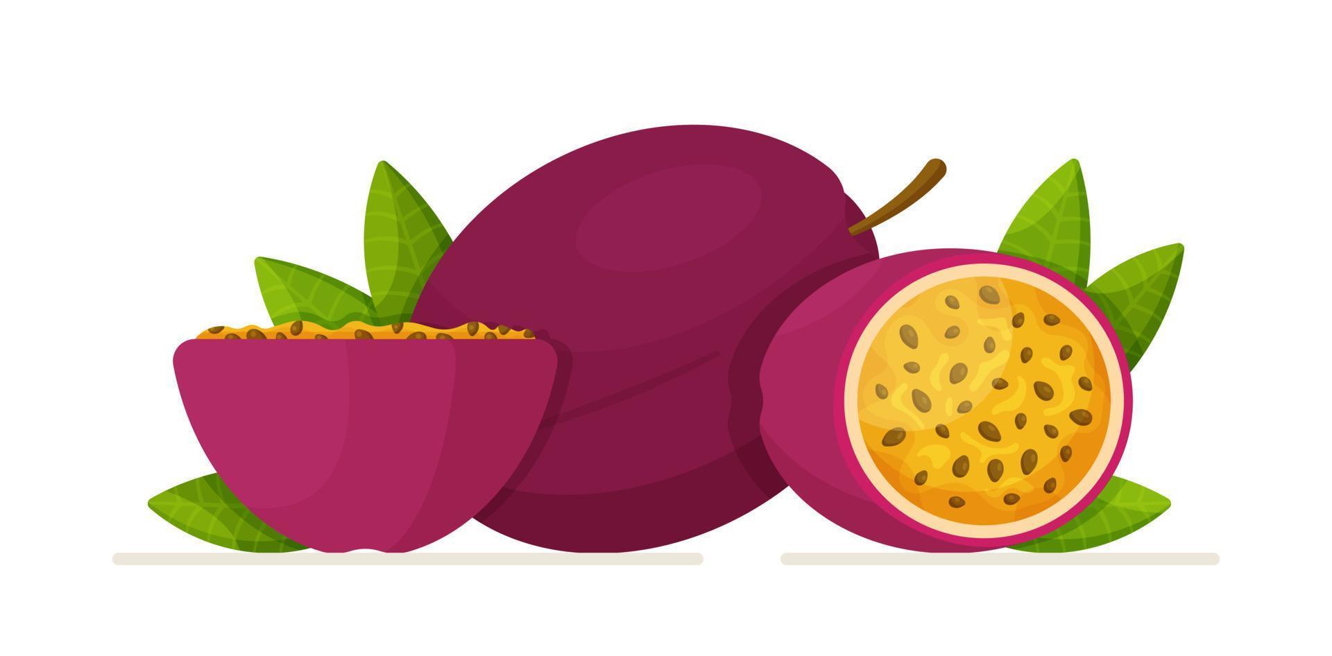 The passion fruit is isolated on a white background. Vector illustration of passion fruit. Drawing of a whole and half of a juicy purple passion fruit
