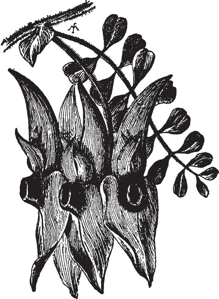 Clianthus Dampieri vintage illustration. vector
